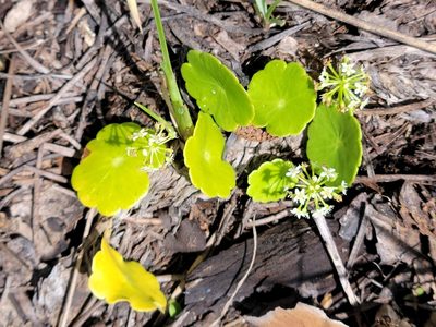 Hydrocotyle umbellata, photographed by Jay Horn