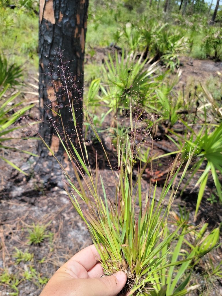 Dichanthelium glabrifolium, photographed by Jay Horn