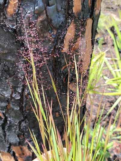 Dichanthelium glabrifolium, photographed by Jay Horn