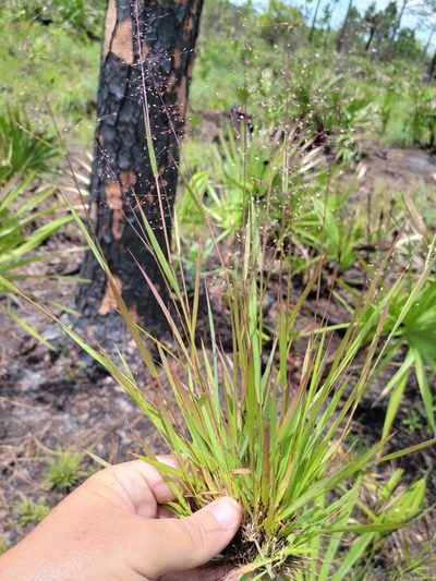 Dichanthelium glabrifolium, photographed by Jay Horn