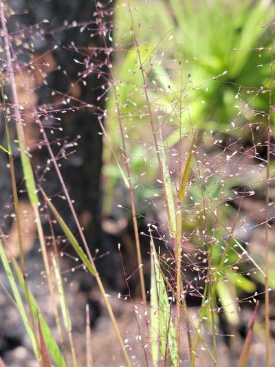 Dichanthelium glabrifolium, photographed by Jay Horn