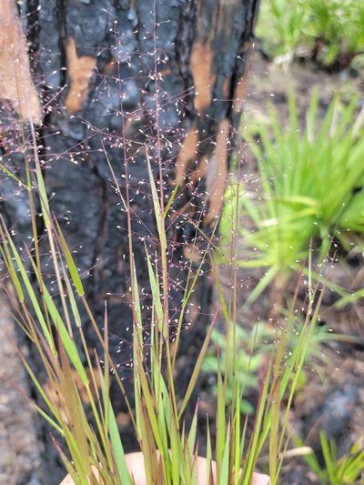 Dichanthelium glabrifolium, photographed by Jay Horn