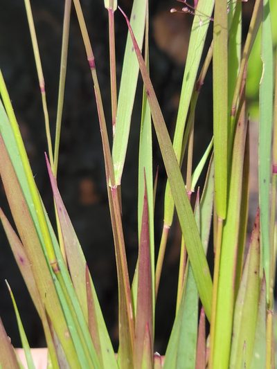 Dichanthelium glabrifolium, photographed by Jay Horn