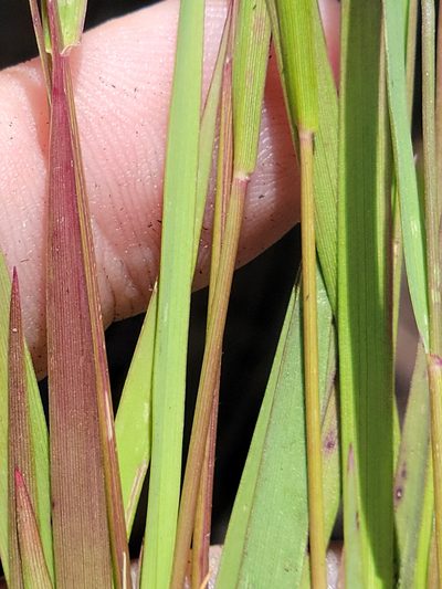 Dichanthelium glabrifolium, photographed by Jay Horn