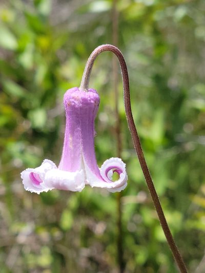 Clematis baldwinii, photographed by Jay Horn