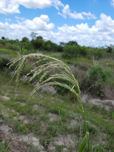 Digitaria insularis, photographed by Jay Horn