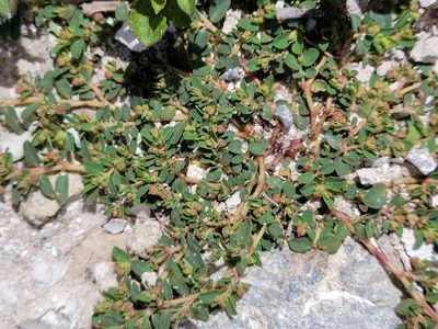 Euphorbia blodgettii, photographed by Jay Horn