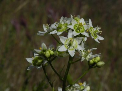Toxicoscordion fremontii, photographed by James C. Davis