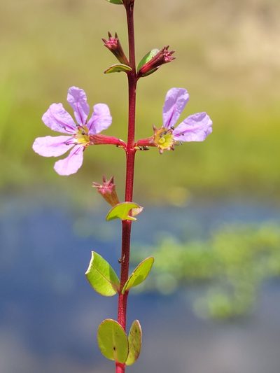 Lythrum flagellare, photographed by Jay Horn