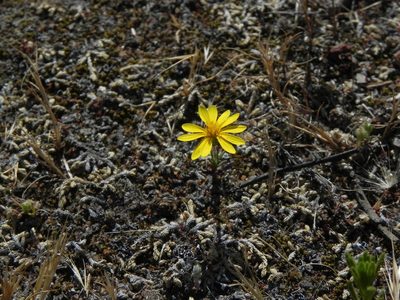 Pentachaeta aurea, photographed by James C. Davis