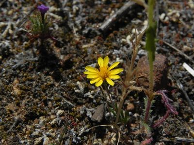 Pentachaeta aurea, photographed by James C. Davis
