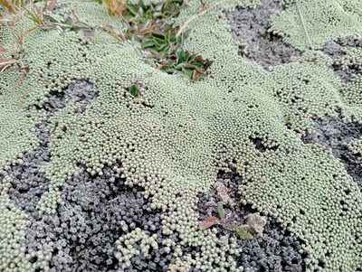 Raoulia australis, photographed by John Barkla