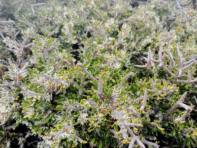 Melicytus alpinus, photographed by John Barkla