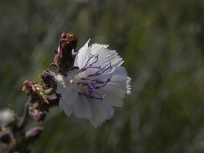 Stephanomeria diegensis, photographed by James C. Davis