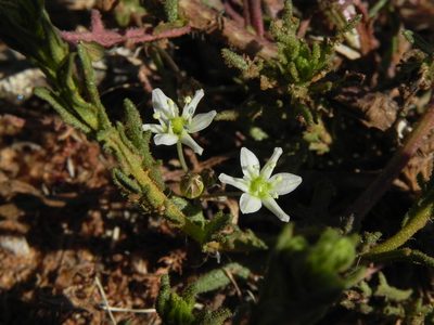 Muilla maritima, photographed by James C. Davis