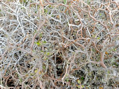 Sophora prostrata, photographed by John Barkla