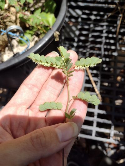 Phyllanthus leucanthus, photographed by Kevin Faccenda
