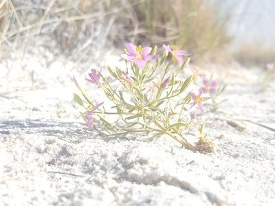 Zeltnera maryanniana, photographed by Alex Abair