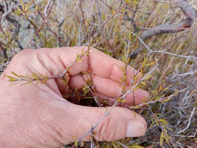 Coprosma intertexta, photographed by John Barkla