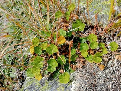 Geranium brevicaule, photographed by John Barkla