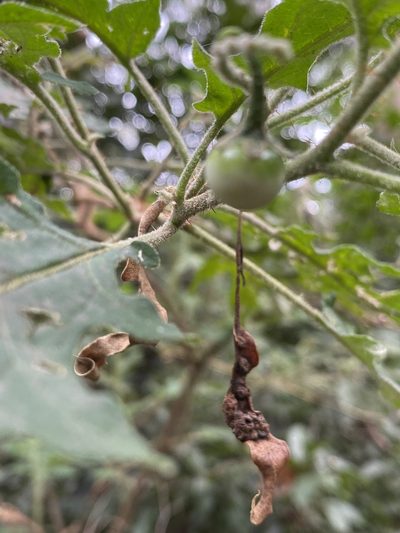 Solanum semiarmatum, photographed by Martin Hannan-Jones
