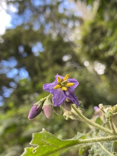 Solanum semiarmatum, photographed by Martin Hannan-Jones