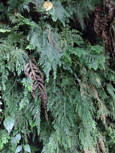Selaginella arbuscula, photographed by Kevin Faccenda