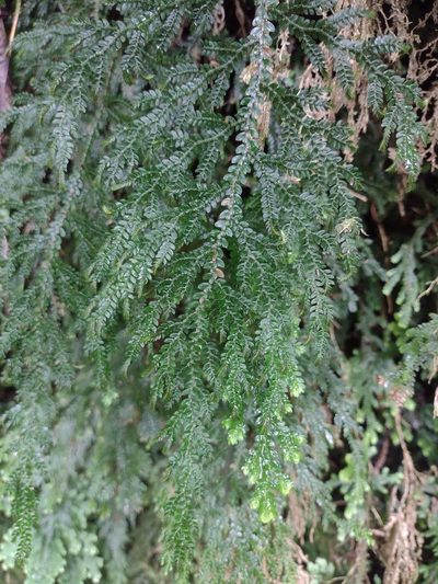 Selaginella arbuscula, photographed by Kevin Faccenda