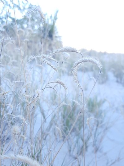 Bouteloua breviseta, photographed by Alex Abair