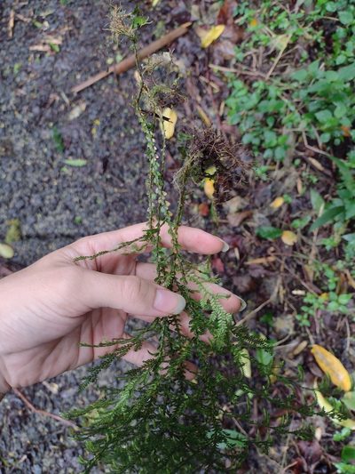 Selaginella arbuscula, photographed by Kevin Faccenda