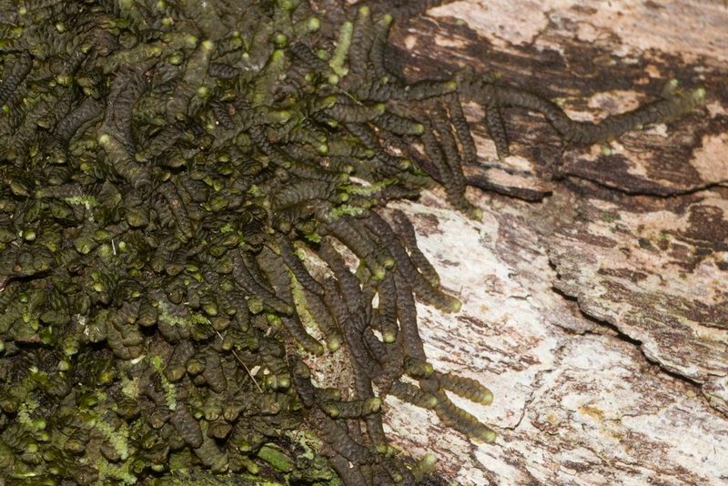 Lopholejeunea nigricans, photographed by Kevin Faccenda