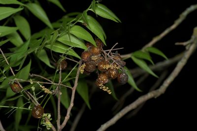 Sapindus drummondii, photographed by Michelle W. （鍾偉瑋）