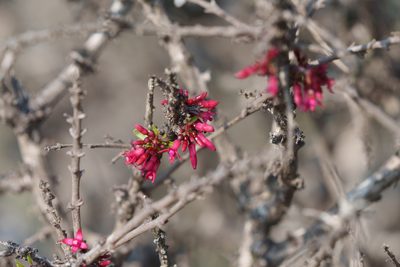 Fuchsia lycioides, photographed by Jorge Herreros de Lartundo