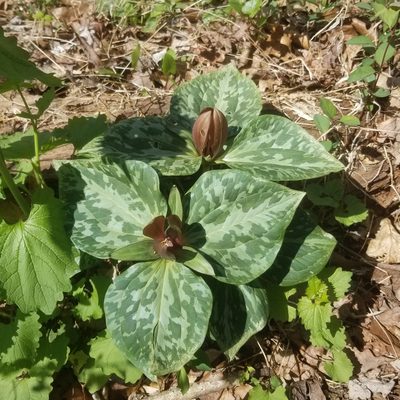 Trillium cuneatum, photographed by Jack