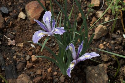 Iris macrosiphon, photographed by Arvel Hernandez