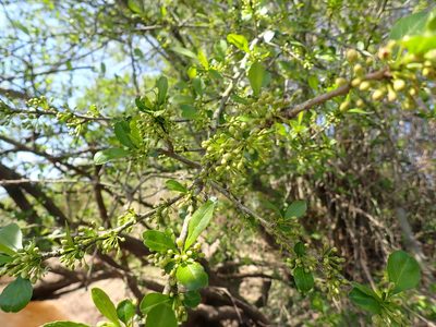 Ilex decidua, photographed by stephen