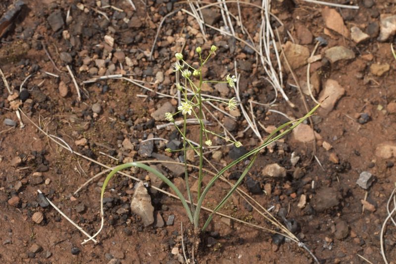 Toxicoscordion fontanum, photographed by Arvel Hernandez
