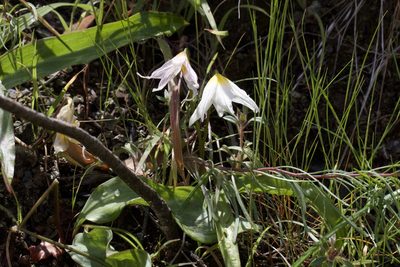 Erythronium helenae, photographed by Arvel Hernandez