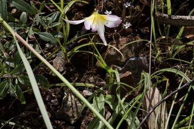 Erythronium helenae, photographed by Arvel Hernandez