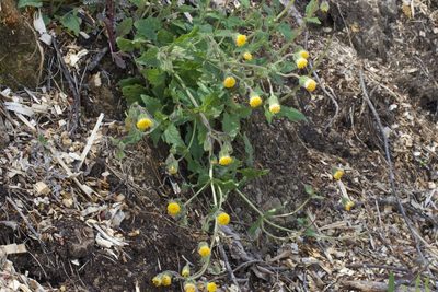 Arnica discoidea, photographed by Arvel Hernandez