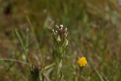 Castilleja attenuata, photographed by Arvel Hernandez
