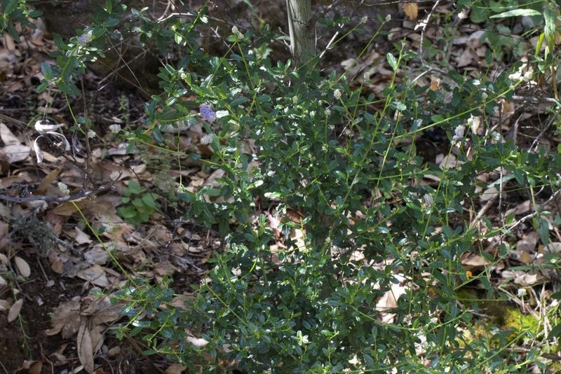 Ceanothus parryi, photographed by Arvel Hernandez