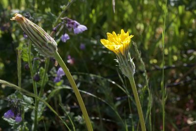 Agoseris retrorsa, photographed by Arvel Hernandez