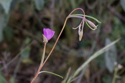 Clarkia gracilis, photographed by Arvel Hernandez