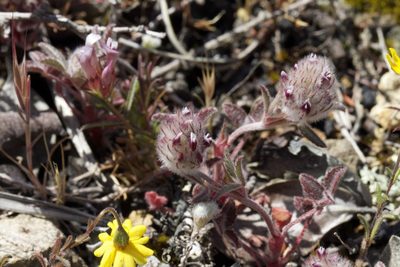 Trifolium albopurpureum, photographed by Arvel Hernandez