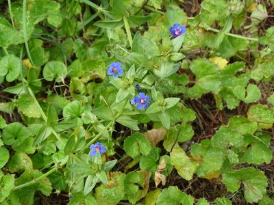 Lysimachia loeflingii, photographed by 雲一百香果