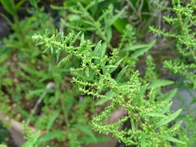 Dysphania ambrosioides, photographed by 雲一百香果