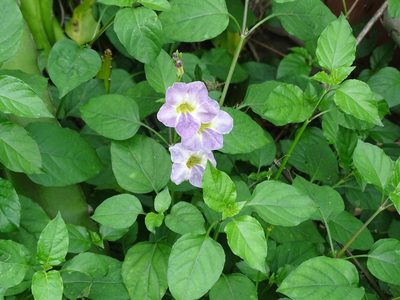Asystasia gangetica, photographed by 雲一百香果