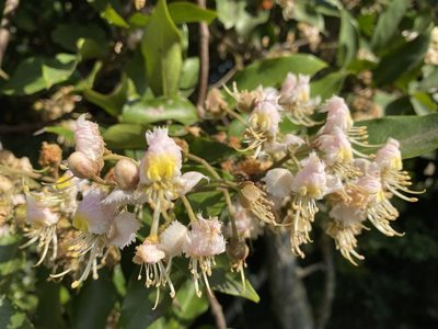 Hiptage benghalensis, photographed by Toby Y