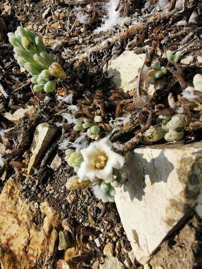 Nolana crassulifolia, photographed by Jorge Herreros de Lartundo